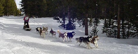 Wyoming/Colorado Sled Dog Race 2007